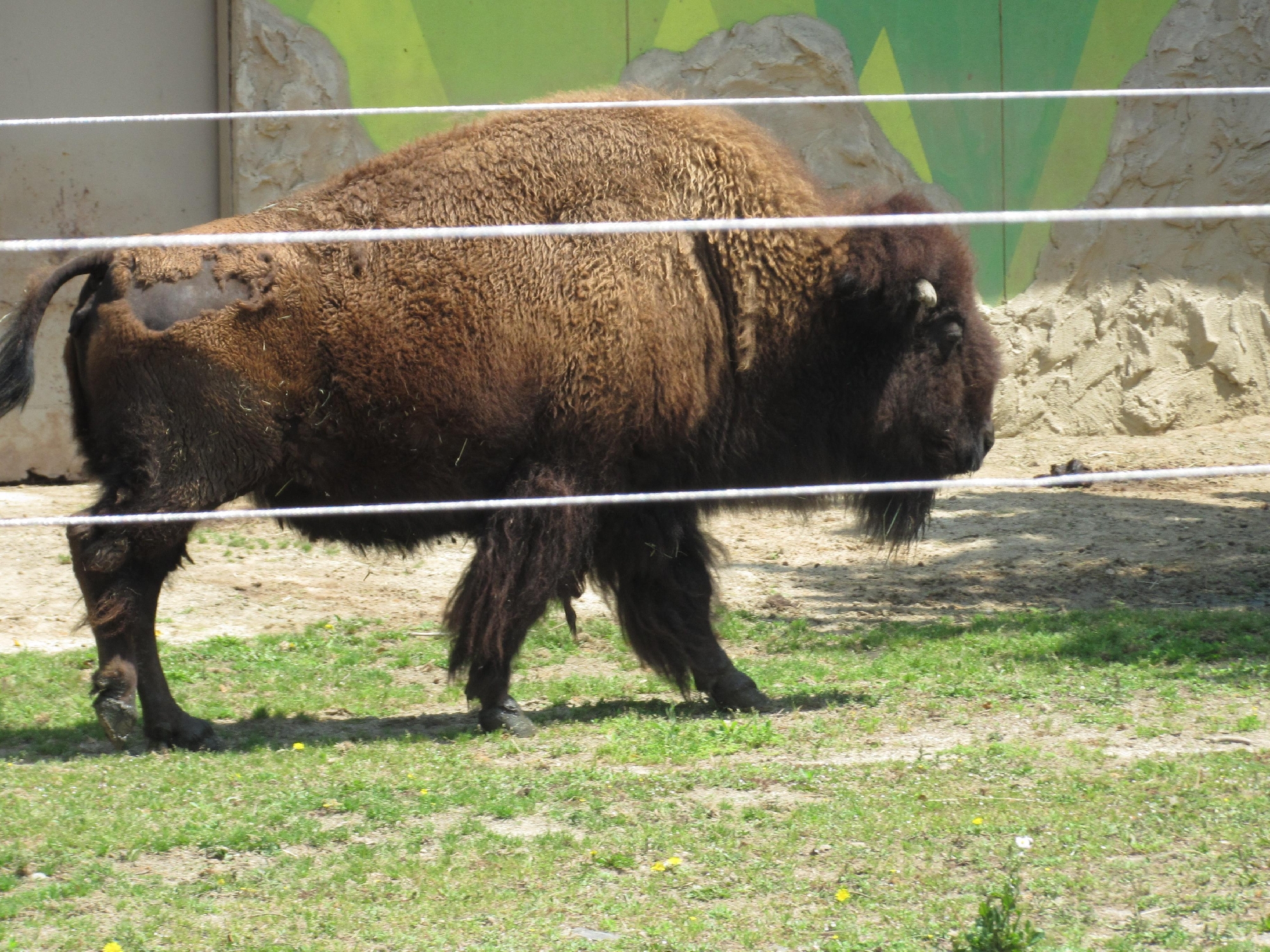 親子遠足でこども動物自然公園へ行きました。